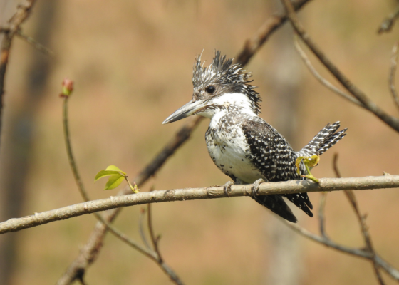 wildlife photography in sattal and pangot