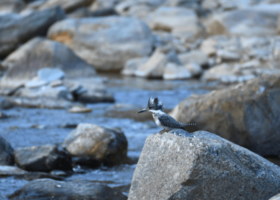 sattal-bird-sanctuary