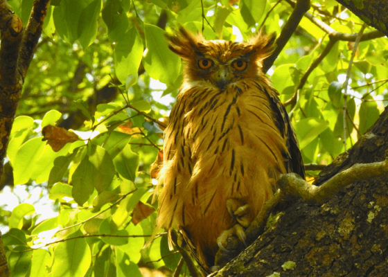 sattal-bird-sanctuary