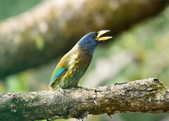 sattal-birding-tour-packages