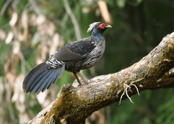 sattal-birding-tour.