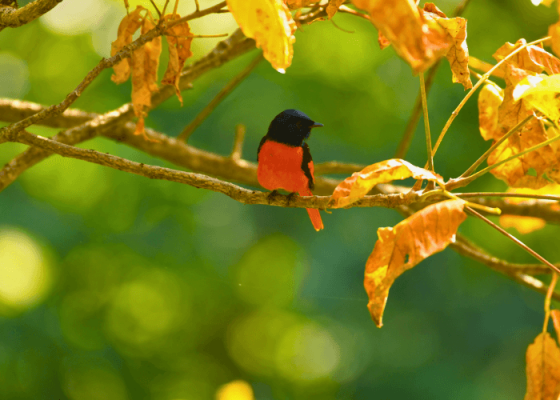 sattal-studio-bird-photography