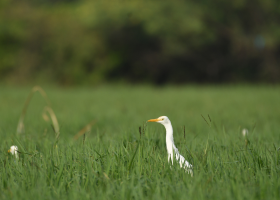 Birding In Bharatpur