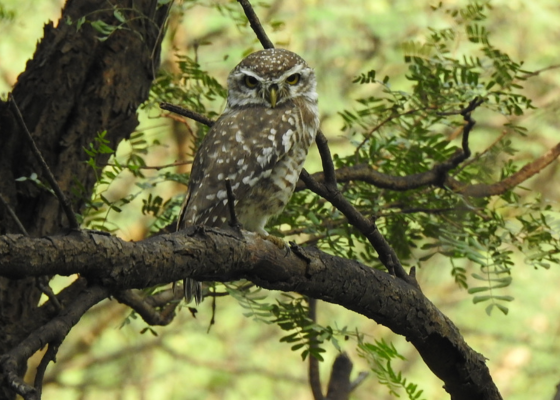 Birding In Jhalana