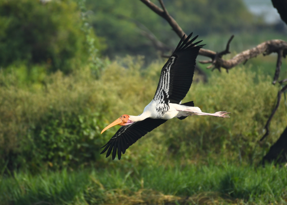 Birds Of Bharatpur