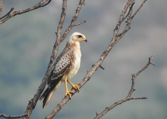 Birds Of Jhalana