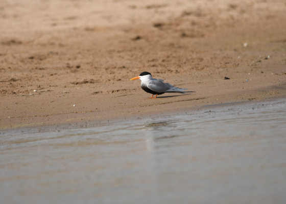 Indian Skimmer