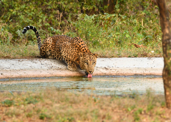 Jhalana Leopard Safari