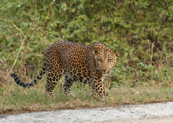 Wildlife In Jhalana