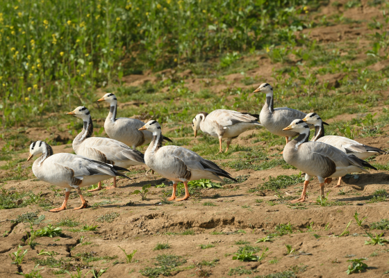 bird watching chambal