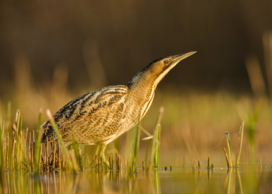 birding in bharatpur