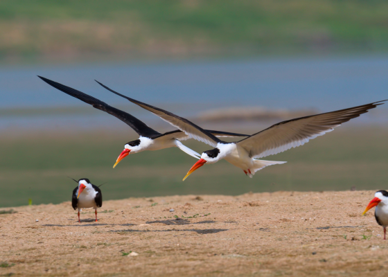 Birding In chambal