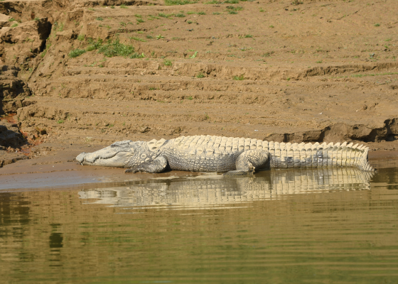 Wildlife Near Chambal