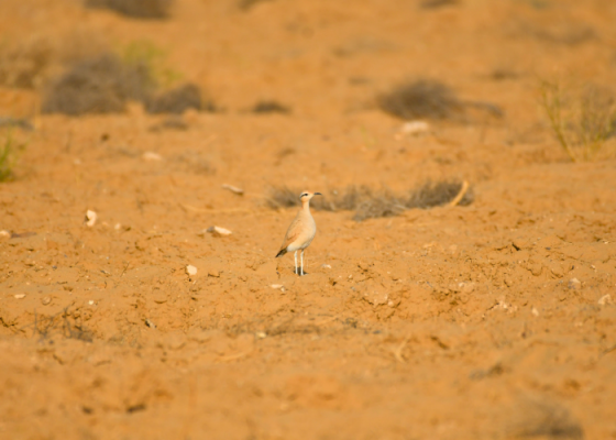 Birding In DNP