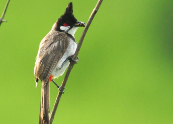 Birds Of Okhla