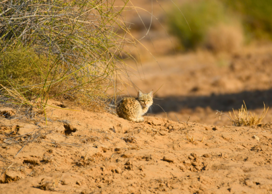 Birds and Mammals