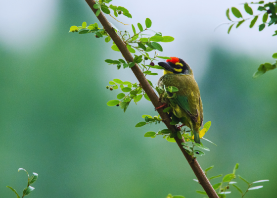 Birdwatching near delhi