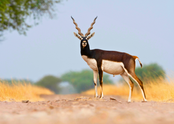 Blackbuck National Park, Velavadar