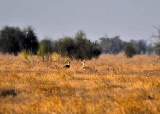 Desert National Park Birding