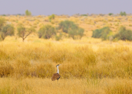 great indian bustard