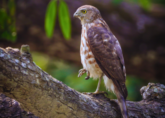 okhla bird sanctuary